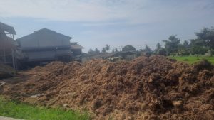 IMG-20250701-WA0025-300x169 PTPN IV Adolina Perbaungan Menumpuk Jankos dan Kaul di Areal nya, Ada Apakah Gerangan ?