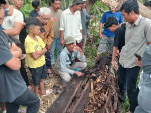 IMG-20250910-WA0007-300x225 Warga Pematang Ganjang di Hebohkan Ada Temuan Kerangka Manusia di Dalam Batang Pohon Aren